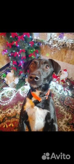 Маленькая собака Вито ищет дом