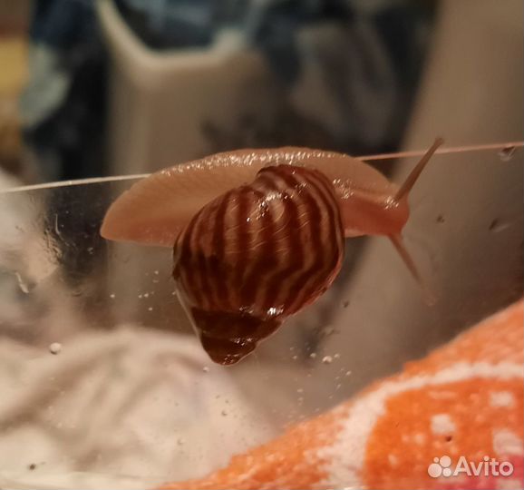 Домашняя улитка Ахатина