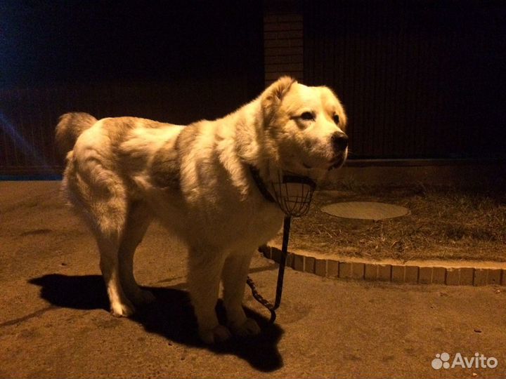 Алабай (вязка)