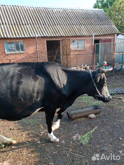 Корова стельная