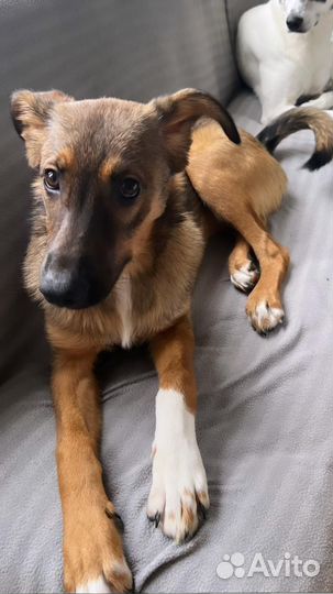 Щенок в добрые руки бесплатно