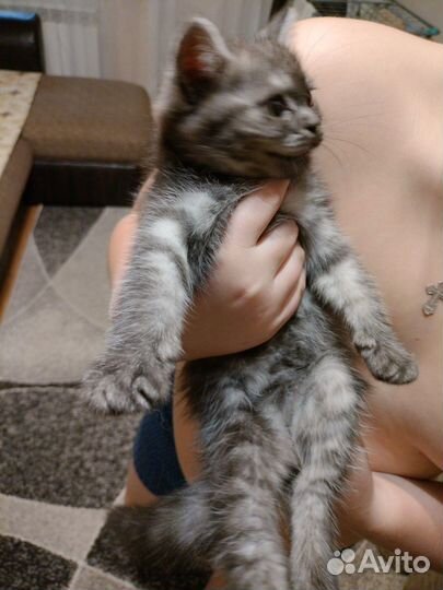 Котенок