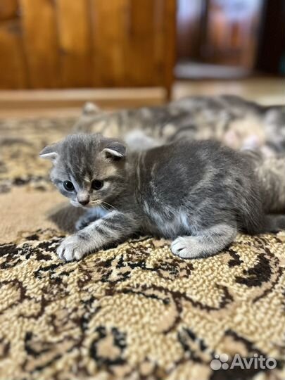 Шотландские котята