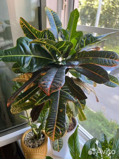 Кротон (Кодиеум) Экселент (Excellent)