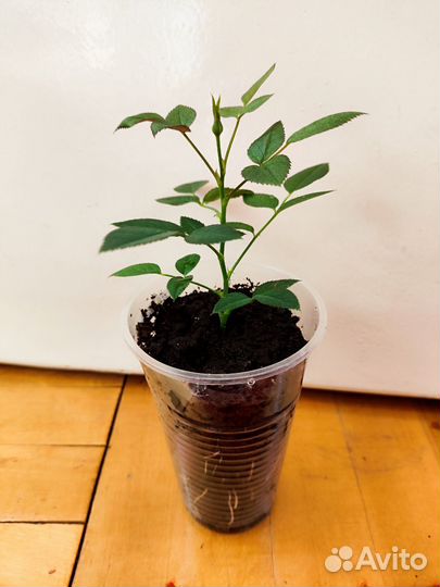 Роза Кордана