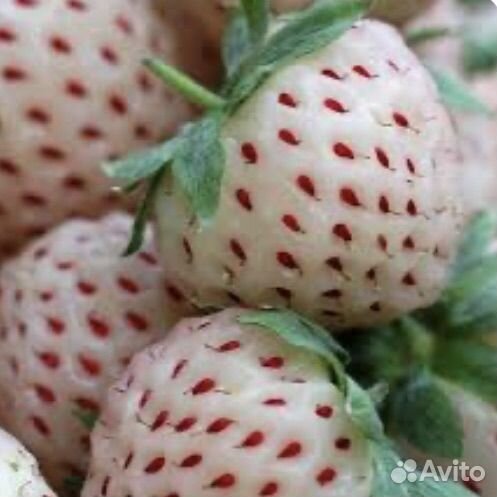 Рассада клубники белая Ананасная