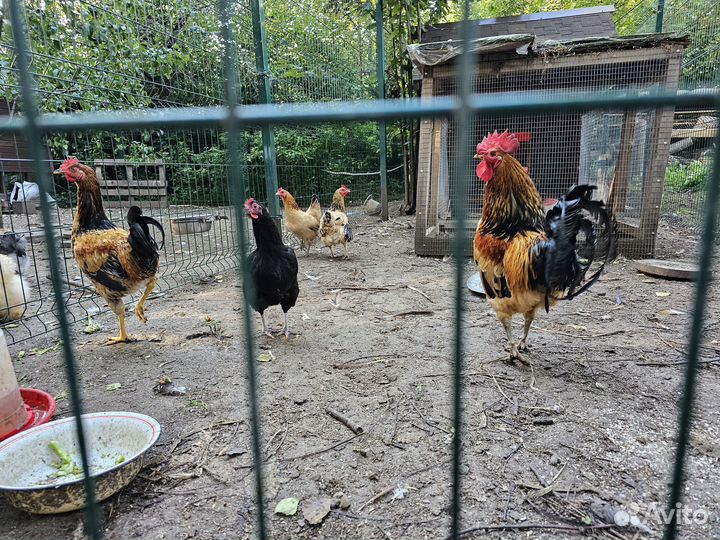 Куры Синь Синь -Дянь