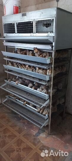 Клетки для перепелов