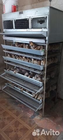 Клетки для перепелов