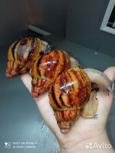 Разные виды улиток