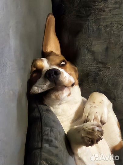 Бигль вязка