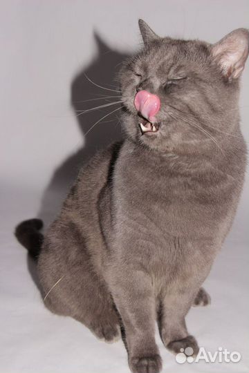 Вязка британца