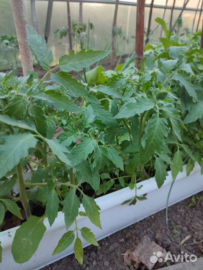 Рассада помидор