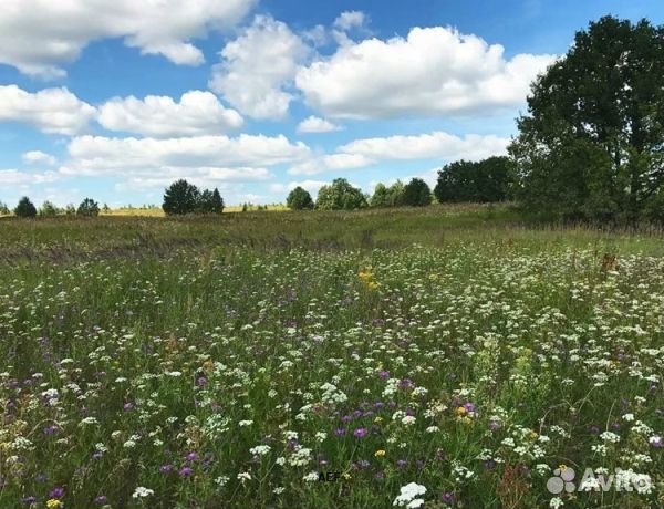 Мед 2024 года натуральный опт