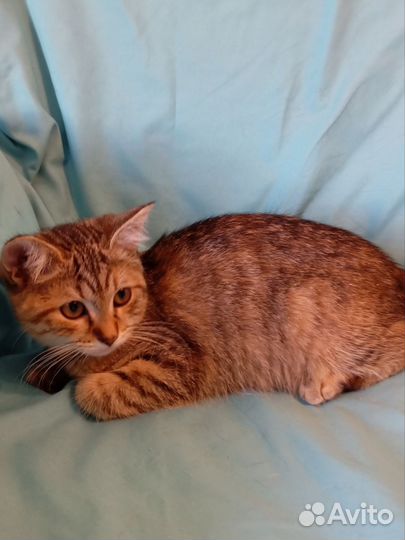 Хорошая кошечка, котёнок, 3 месяца