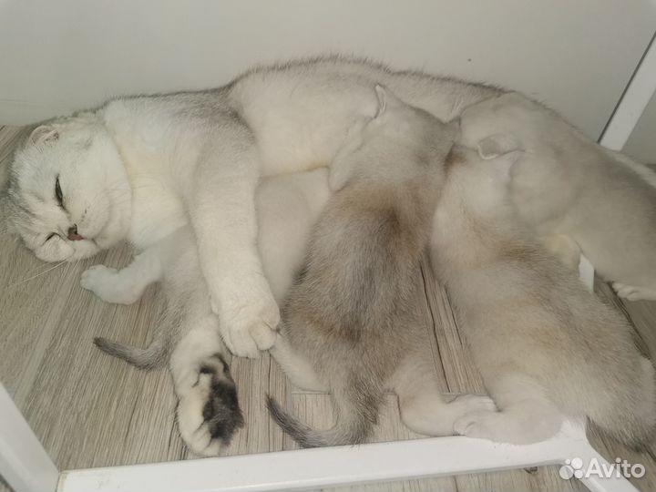 Шотландские котята