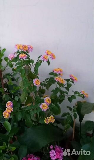 Лантана взрослая