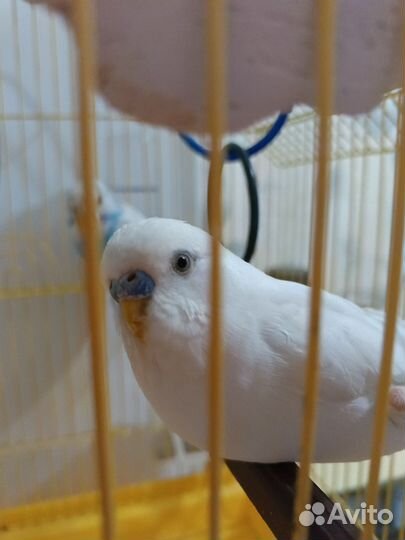 Волнистые попугаи с клеткой
