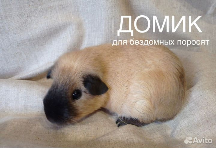 Морская свинка калифорния