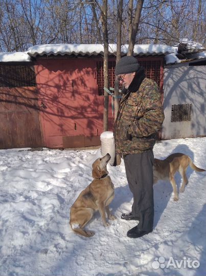 Продам выжловку Русской Гончьей