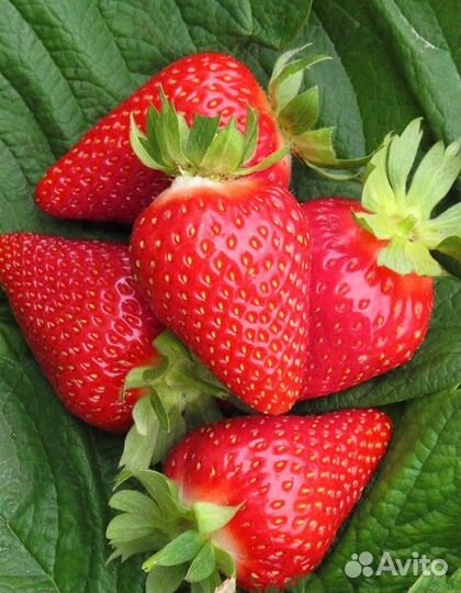 Рассада клубники априка и Альба