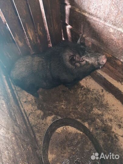 Вьетнамский вислобрюхий хряк