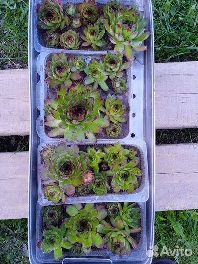 Молодило кровеьное