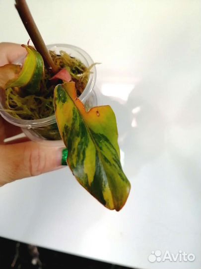 Филодендрон карамель марбл вар