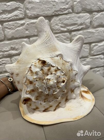 Ракушка морская большая