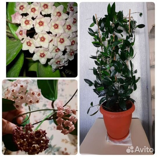 Хойя Карноза.Гибискус махровый