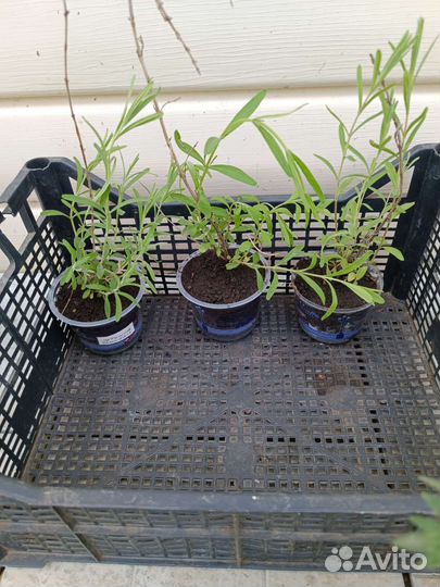 Лаванда саженцы