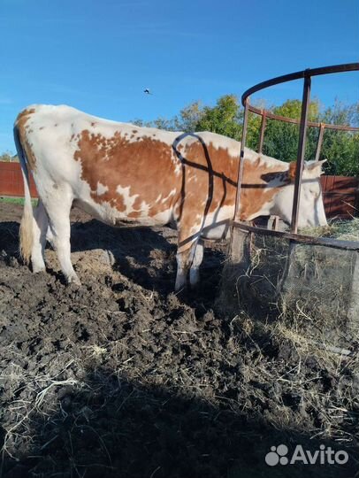 Сельхоз животные