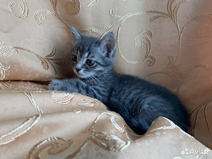 Котёнок девочка