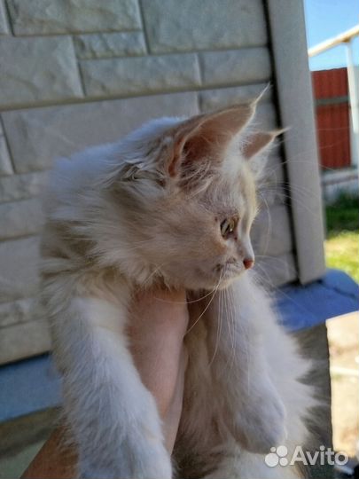 Котята в добрые руки бесплатно