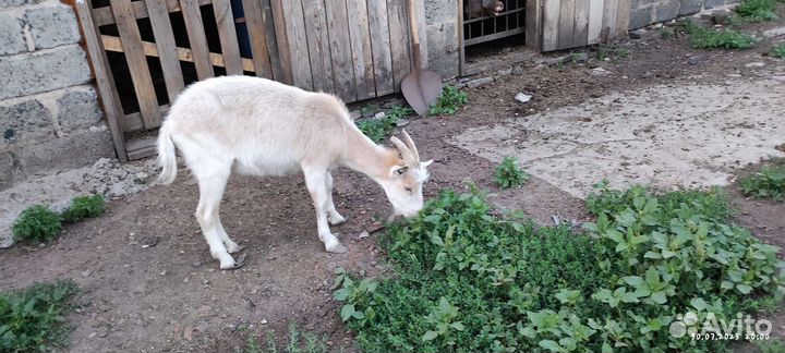 Продаются козлы/козы