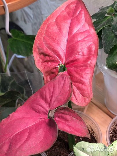 Сингониум Орм Нак