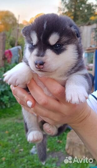 Щенки сибирской хаски