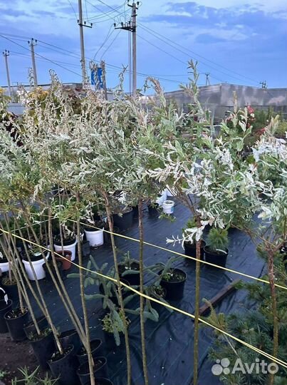 Ива Хакура Нишики