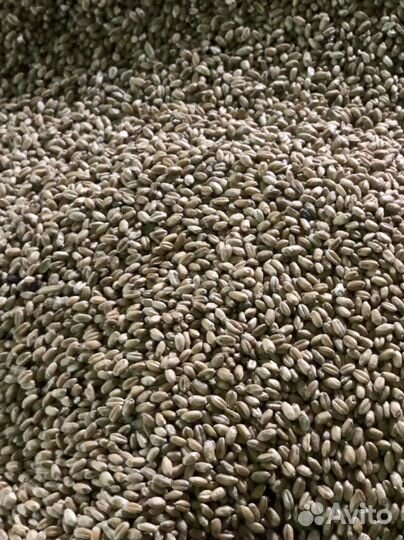 Корма для животных. Зерно. Пшеница. Комбикорм