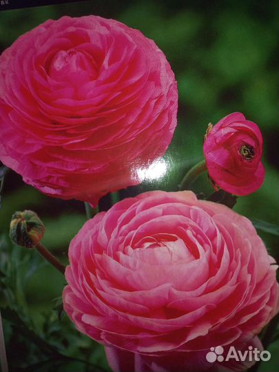 Лютики пионо видные