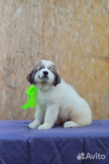 Щенки Пиренейской горной