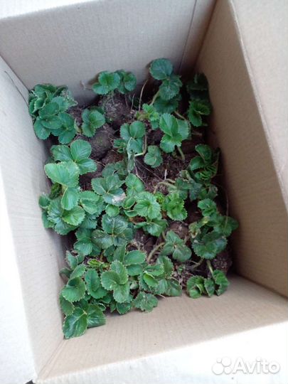 Клубника Азия саженцы усы