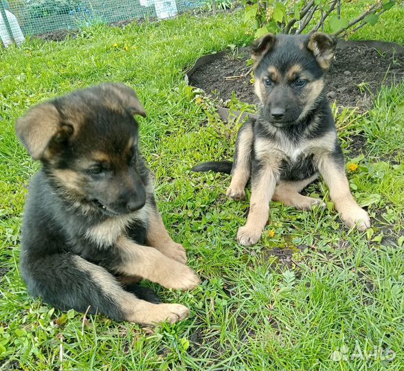 Щенки немецкой овчарки