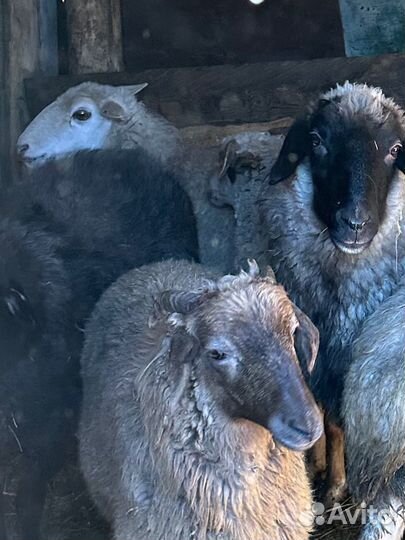 Баранина живым весом