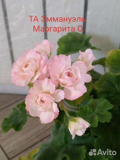 Пеларгония