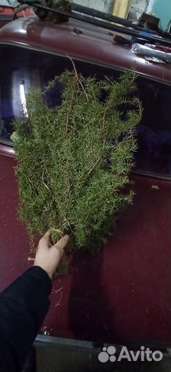 Банные веники