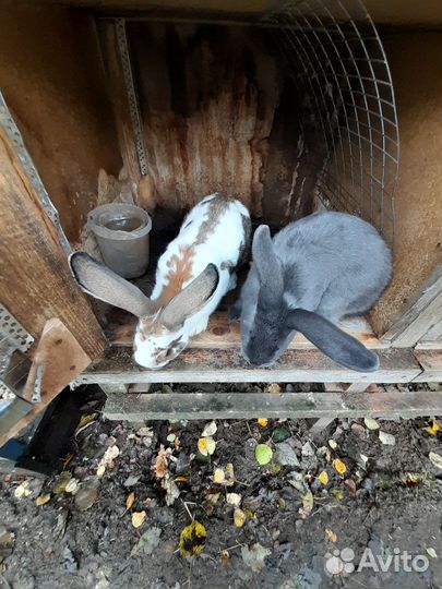 Кролики разных пород