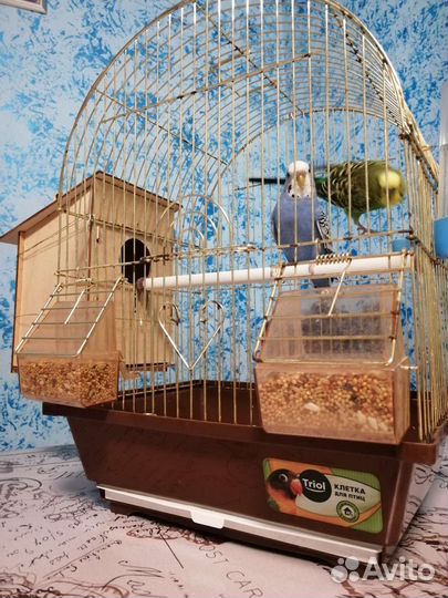 Волнистые попугаи с клеткой
