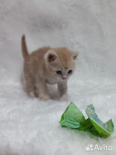 Котёнок рыжий