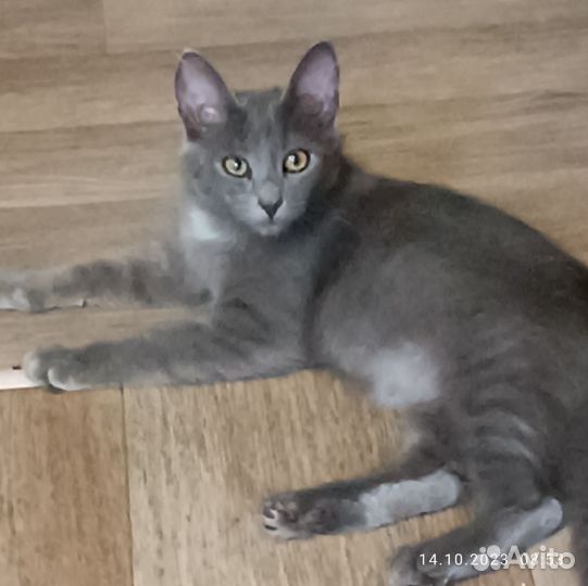 Котята русская голубая в добрые руки